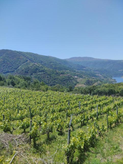 Вилла O Recuncho Da Isa - Ribeira Sacra Перейро-де-Агиар Экстерьер фото